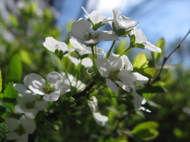 c0062511_21552235.jpg
