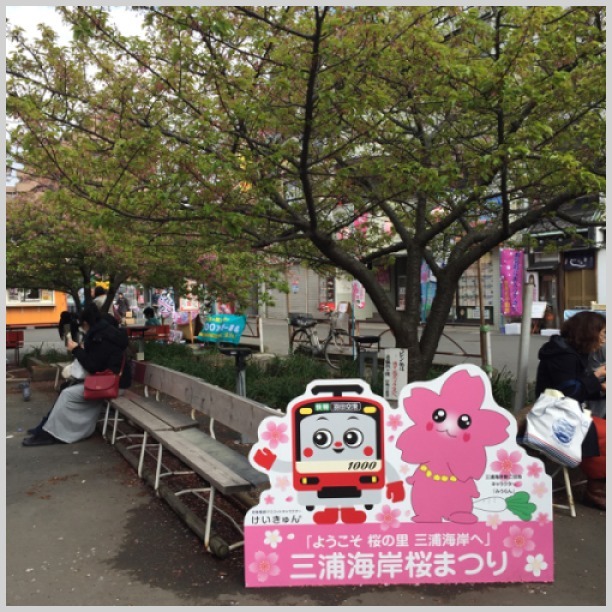三浦海岸桜祭り？ - うさまっこブログ