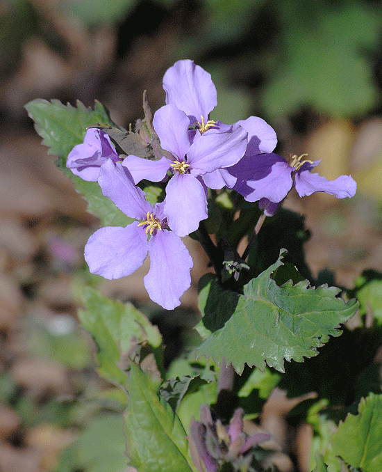 a0001354_20151893.gif