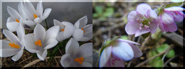c0024861_16115629.jpg