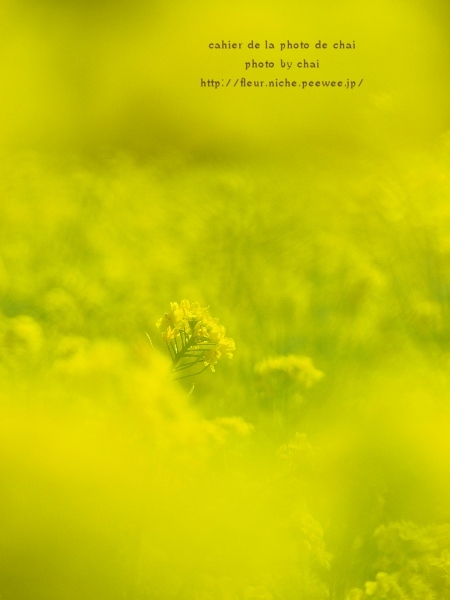 菜の花畑で＃1 - cahier de la photo de chai 2nd