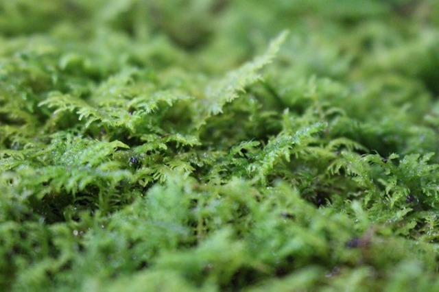 c0178009_22245251.jpg