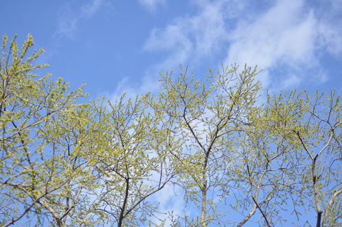 a0248728_20395585.jpg
