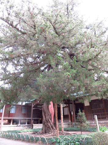 f0110488_2230022.gif