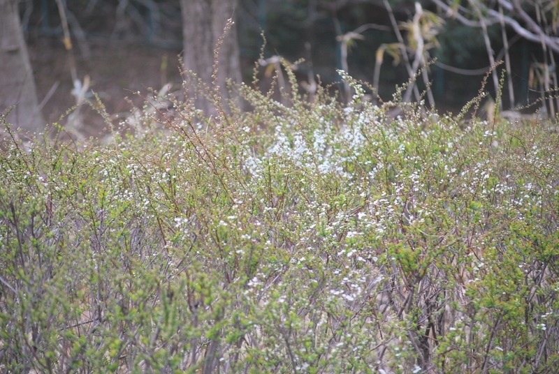 e0025300_131147100.jpg