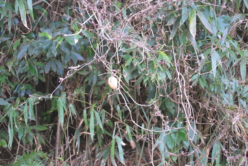 e0025300_13154734.jpg