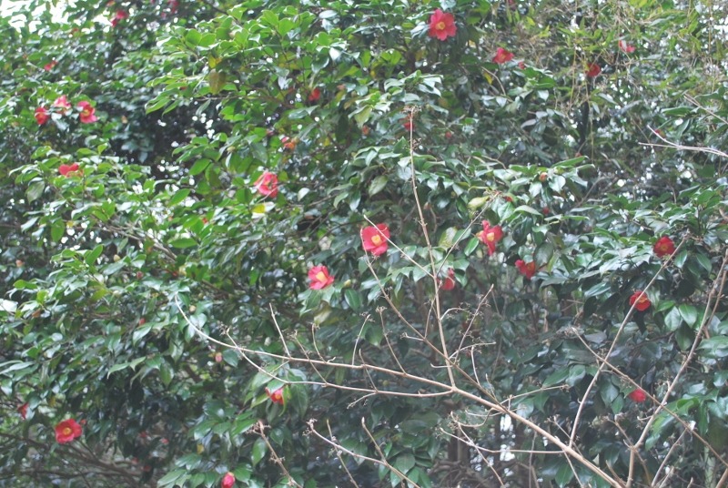 e0025300_1342273.jpg