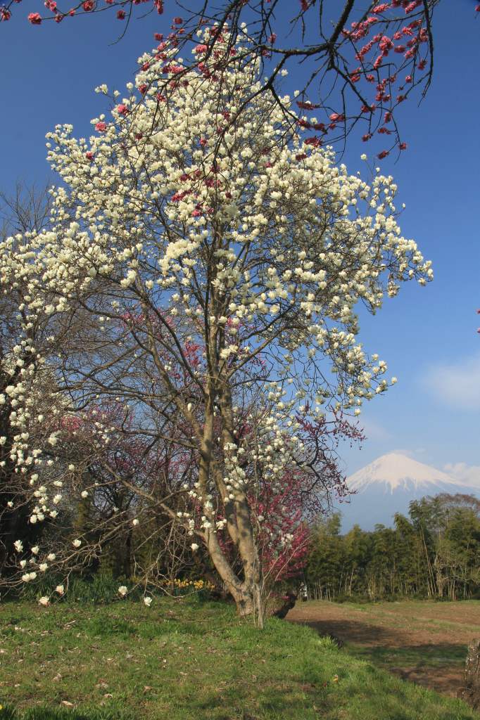 a0188405_21101123.jpg