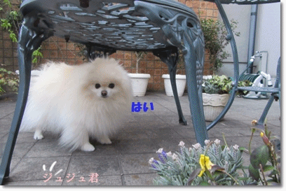 b0167519_22335853.gif