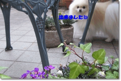 b0167519_22342848.gif