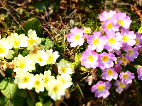 c0059063_2385669.jpg
