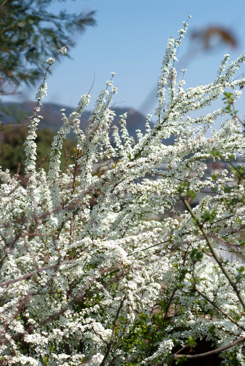 b0075541_5372257.jpg