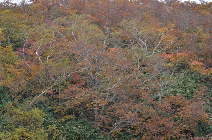 a0263952_22445520.jpg