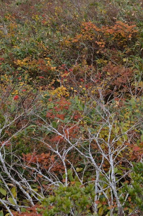 a0263952_224559100.jpg