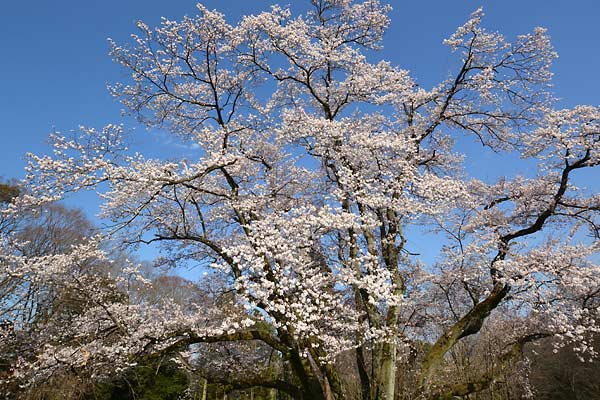 c0043361_2328307.jpg