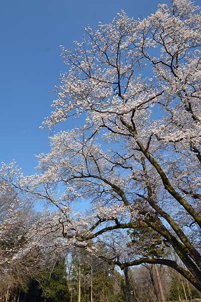 c0043361_23301935.jpg
