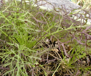 a0234877_19382769.jpg