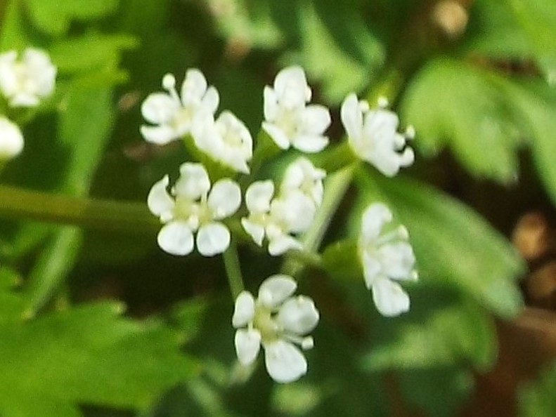 e0145782_13573260.jpg