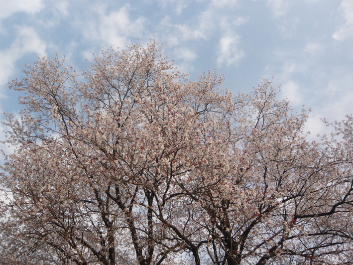 a0206332_14391439.jpg