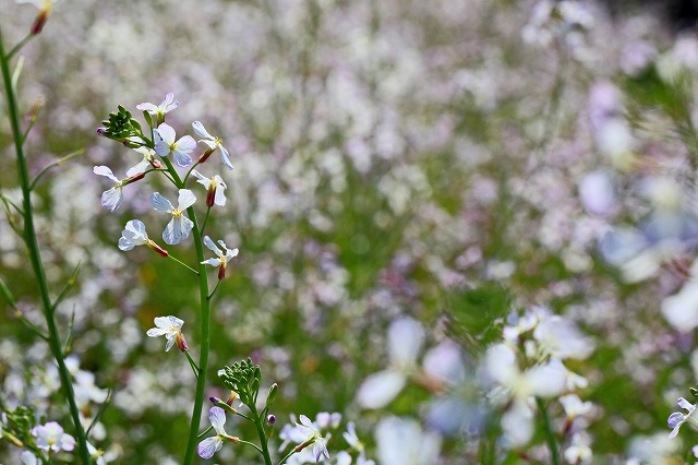 a0242438_18422686.jpg