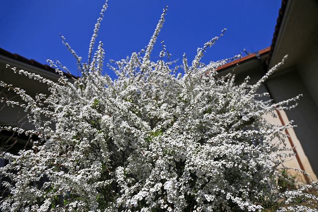 a0242438_18435279.jpg