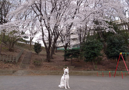 a0117039_23305813.jpg