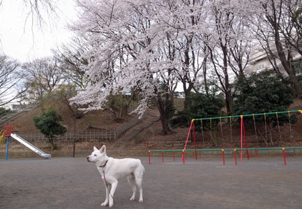 a0117039_23311076.jpg