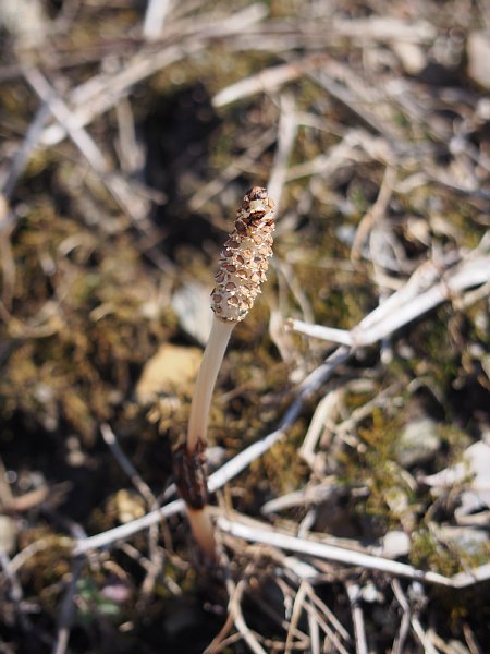 b0341140_1751090.jpg