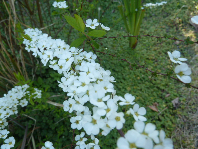 e0278968_2045680.jpg