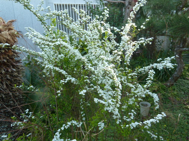 e0278968_20485666.jpg