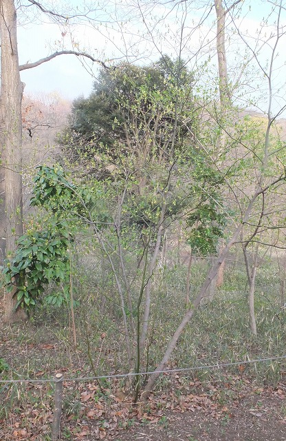 e0339873_18134415.jpg