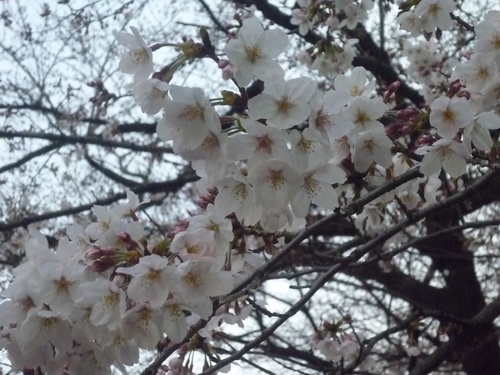 c0123890_2036612.jpg