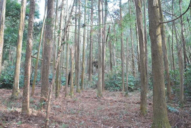 e0025300_12415099.jpg