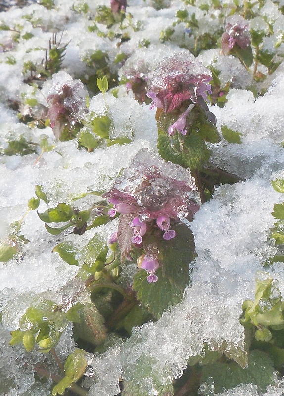 e0091879_05221.jpg