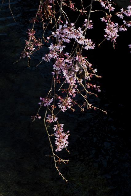 慶全寺さんの、川にしだれるしだれ桜。（３月２８日撮影） - 蓮華寺池の隣５