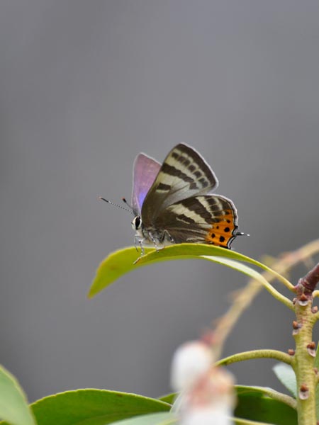 c0045352_17463259.jpg