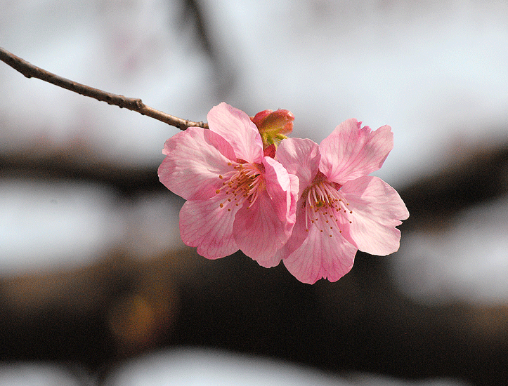 a0001354_23203997.gif