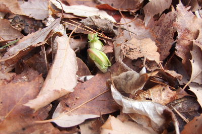 e0088260_11315123.jpg