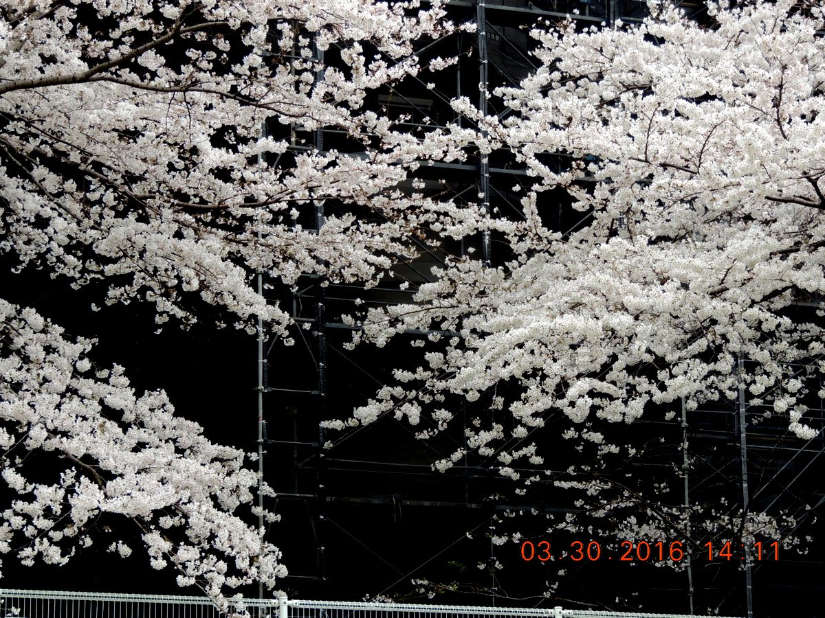 f0104277_1447529.jpg