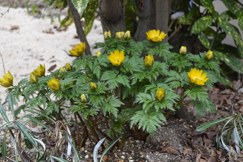 c0223879_5524766.jpg