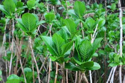 c0204385_23421941.jpg