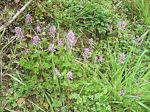 e0086885_19543681.jpg