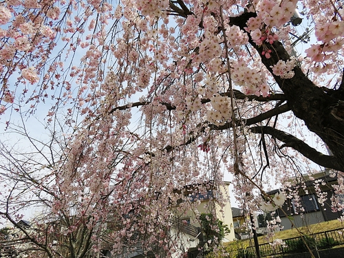 e0340485_1413254.jpg