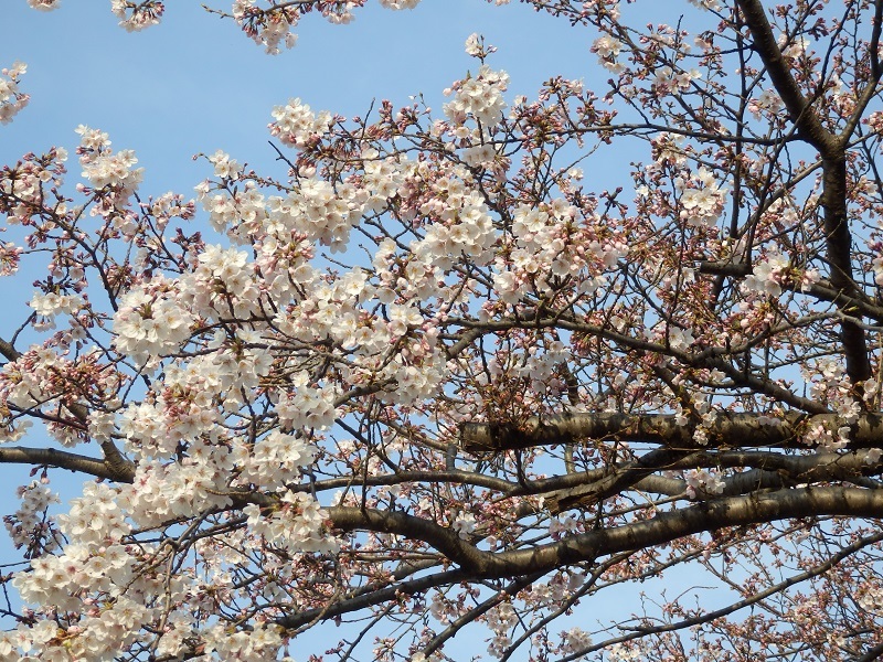 e0341417_20090282.jpg