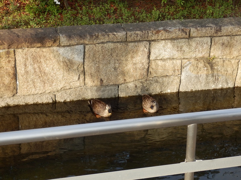 e0341417_20220721.jpg