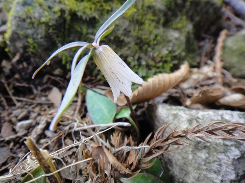c0179351_11311226.jpg