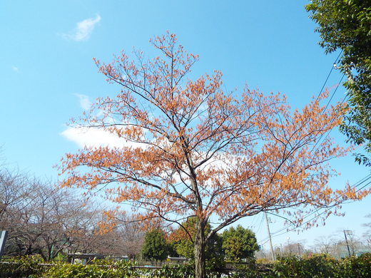 e0145782_1375474.jpg