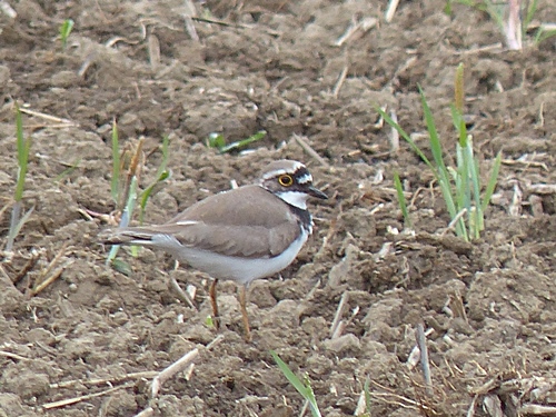 f0357487_20205767.jpg