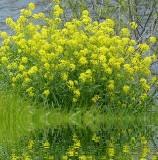 f0357487_21535650.gif