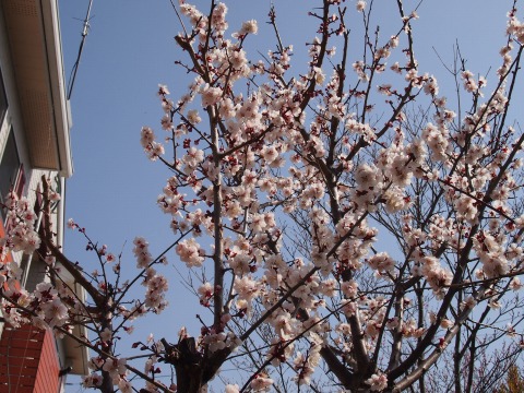 c0117007_2223424.jpg